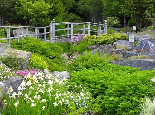 beautiful green foliage, rocks and a bridge at Memorial's Botanical Gardens